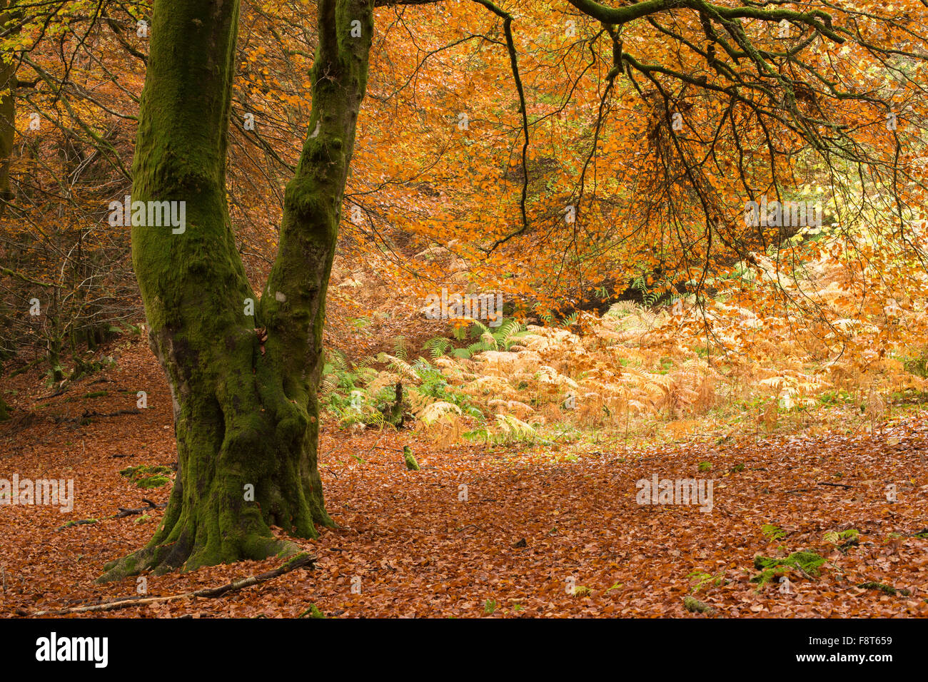 Beech tree, The Birks, Aberfeldy, Perth and Kinross, Scotland, UK Stock ...