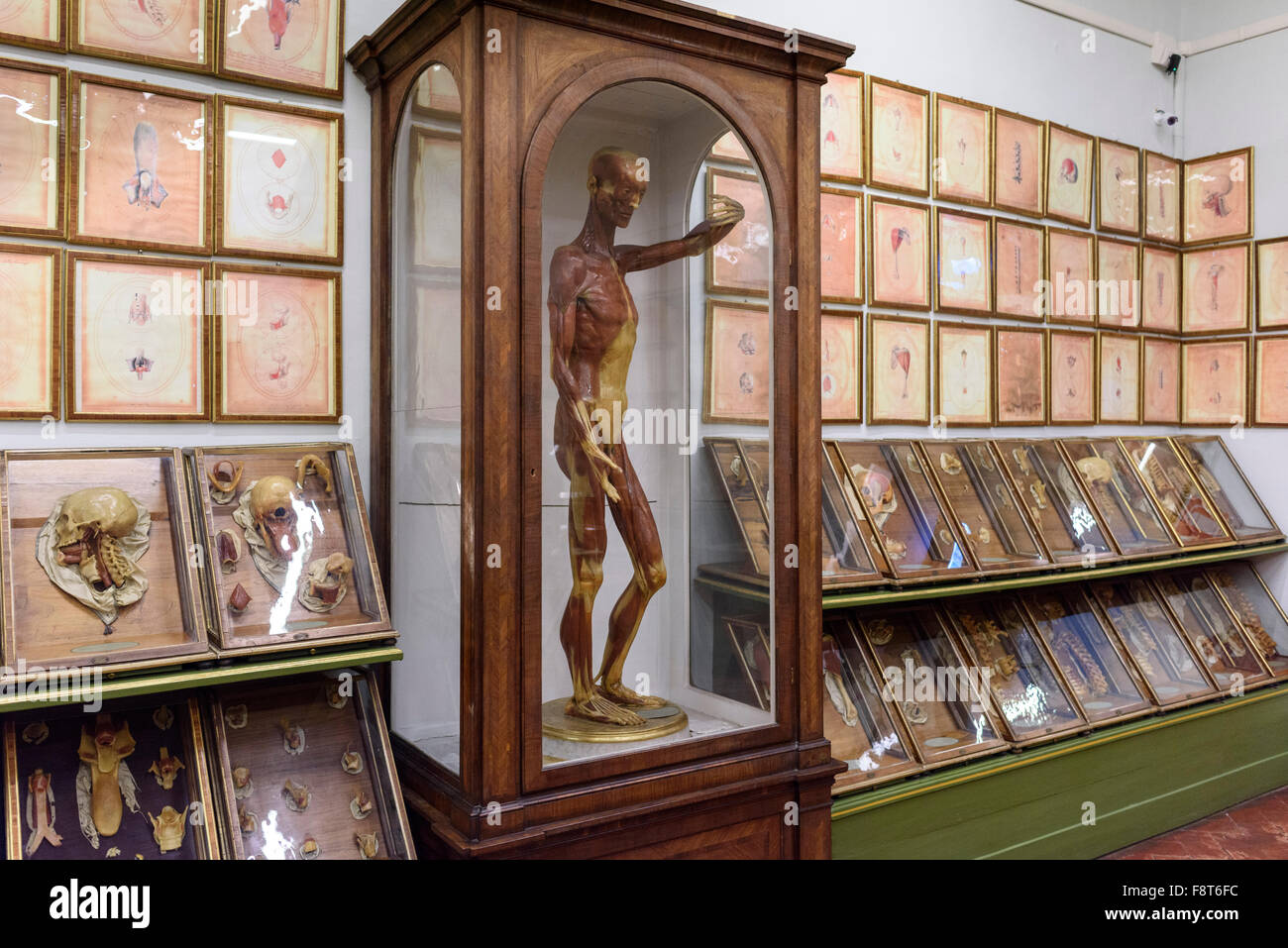 Florence. Italy. Collection of 18th century wax anatomical models at La