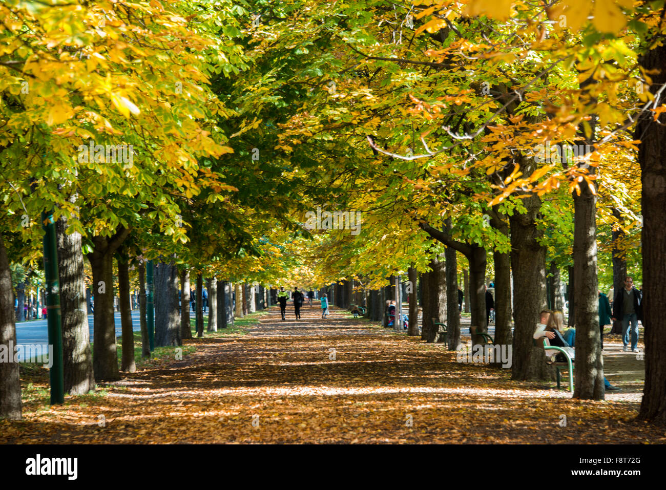 Alley with trees on autumn day Stock Photo - Alamy