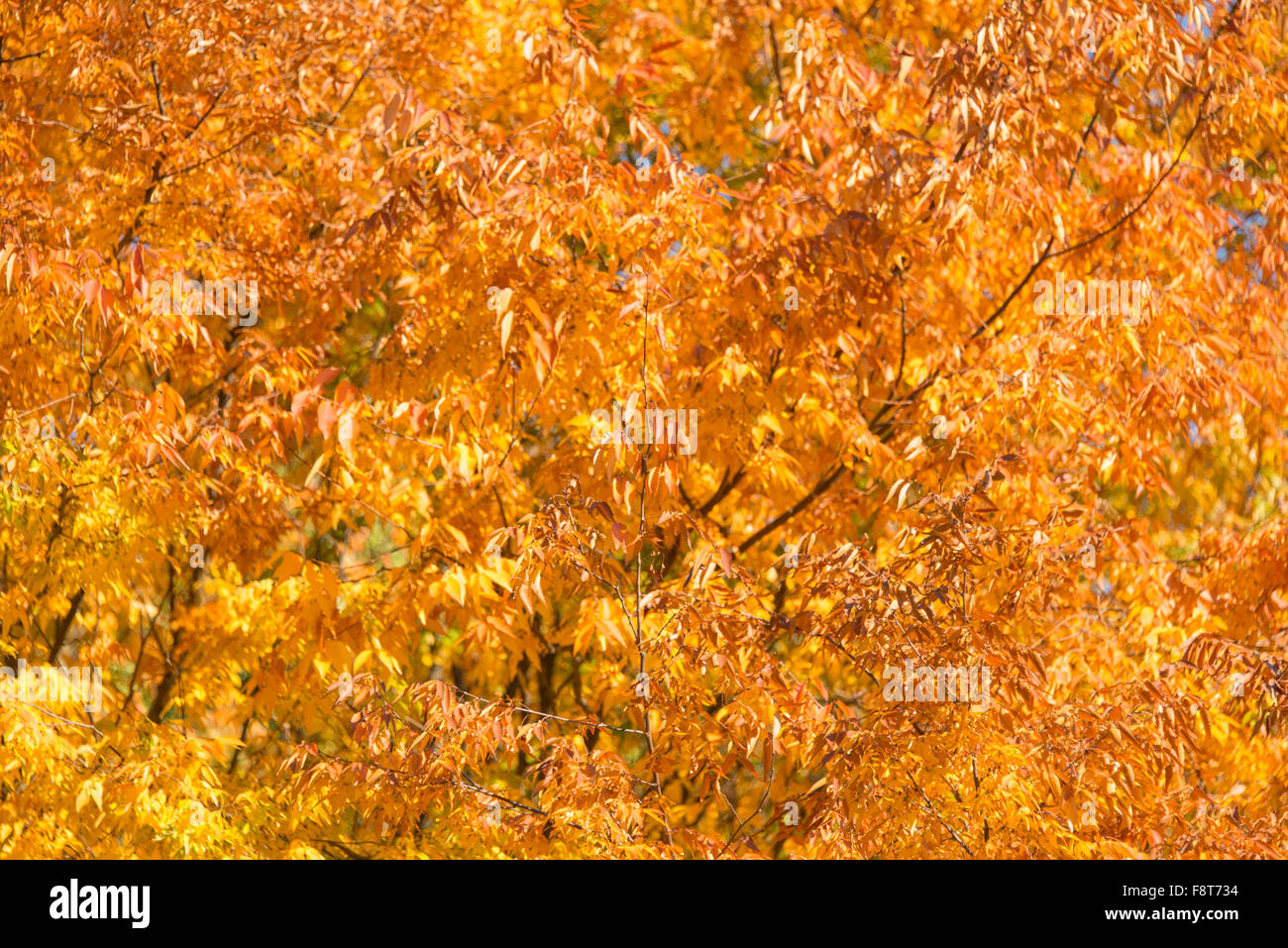 Fall autumn season in the forest Stock Photo - Alamy