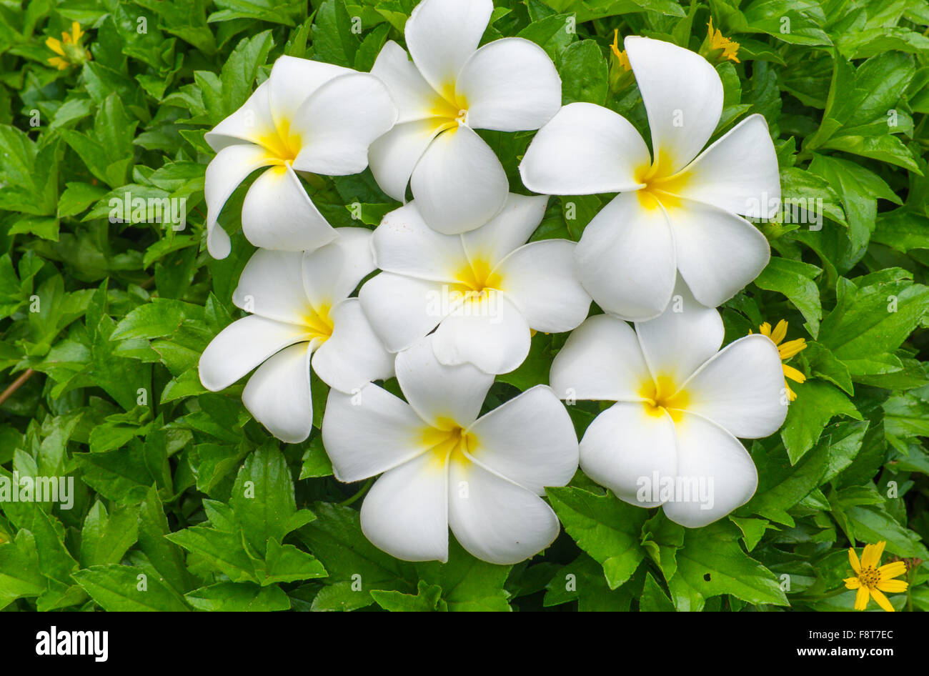 White flowers with yellow centers hi-res stock photography and images -  Alamy