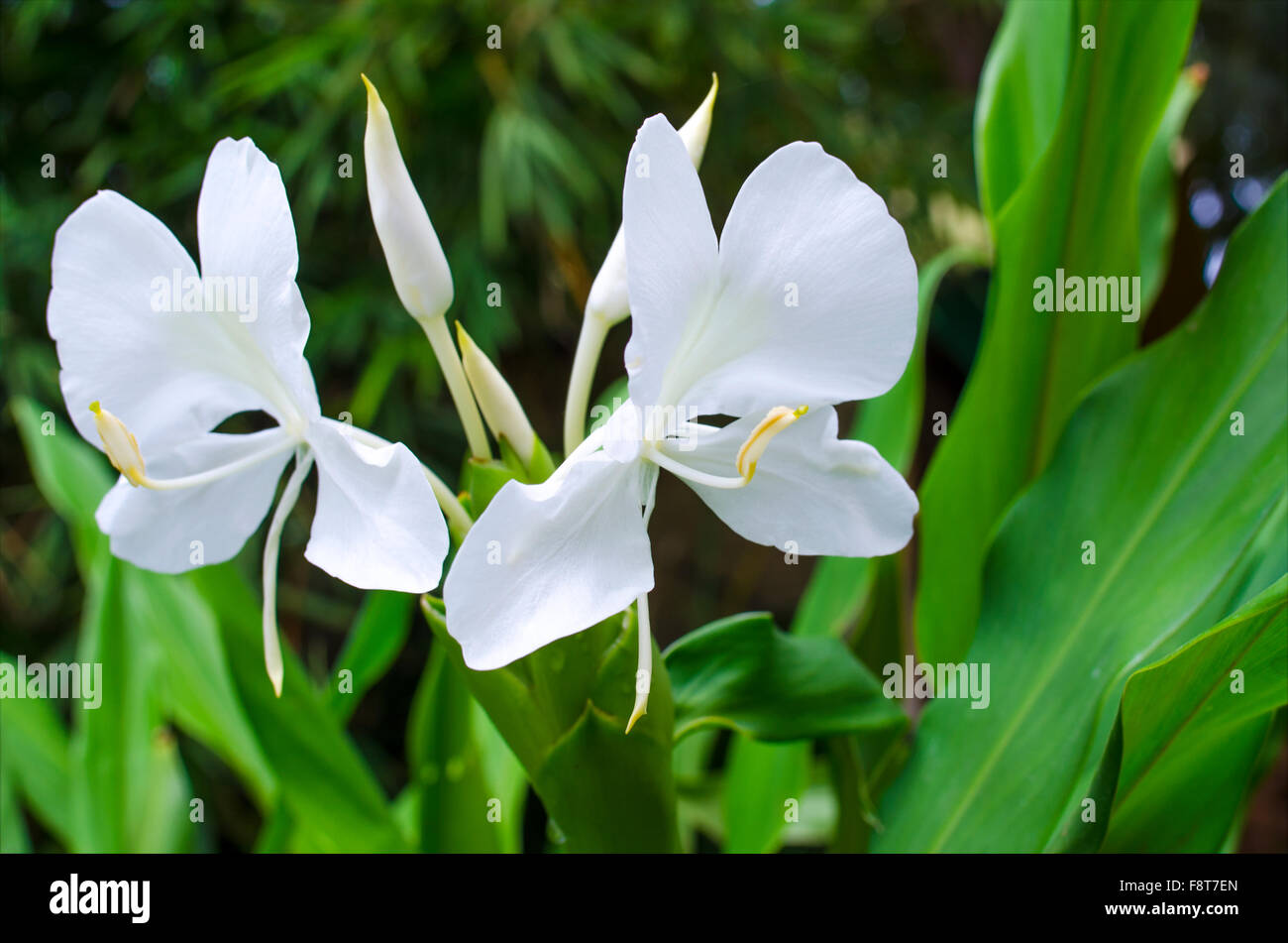 Ginger Lilia, a grassy perennial plant with beautiful fragrant flowers Stock Photo