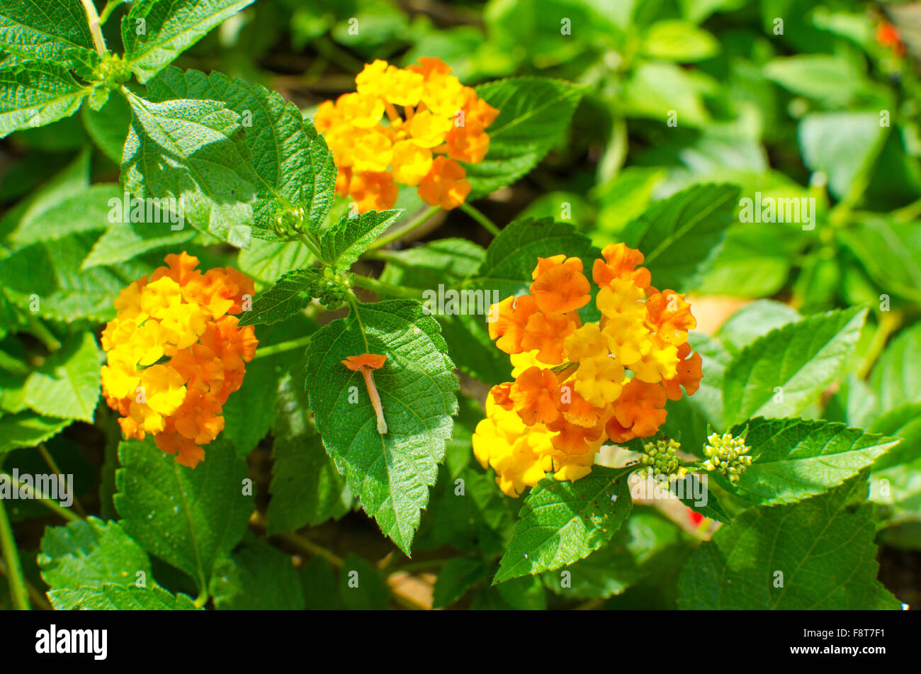 Lanthanum flowers sort of family Verbena, tropical plants, tropics, flowers, yellow and orange flowers, fauna of India Stock Photo
