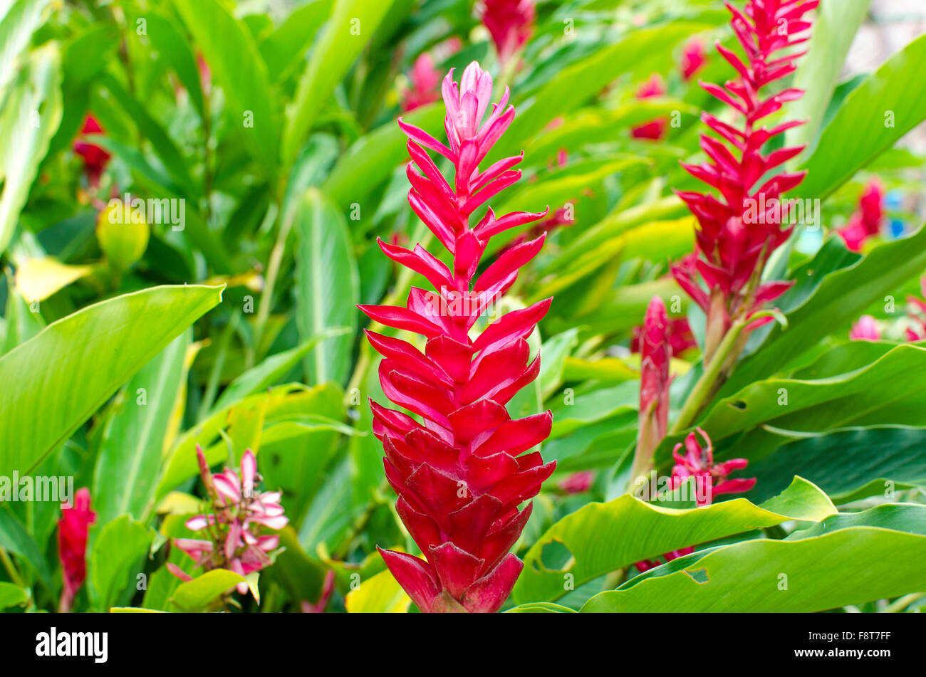 red flower of Guam, tropical plants, tropics, flowers, red flower, fauna of India, fauna, beautiful flowers Stock Photo