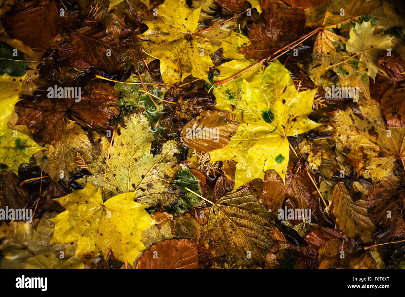 Fallen autumn leaves Stock Photo