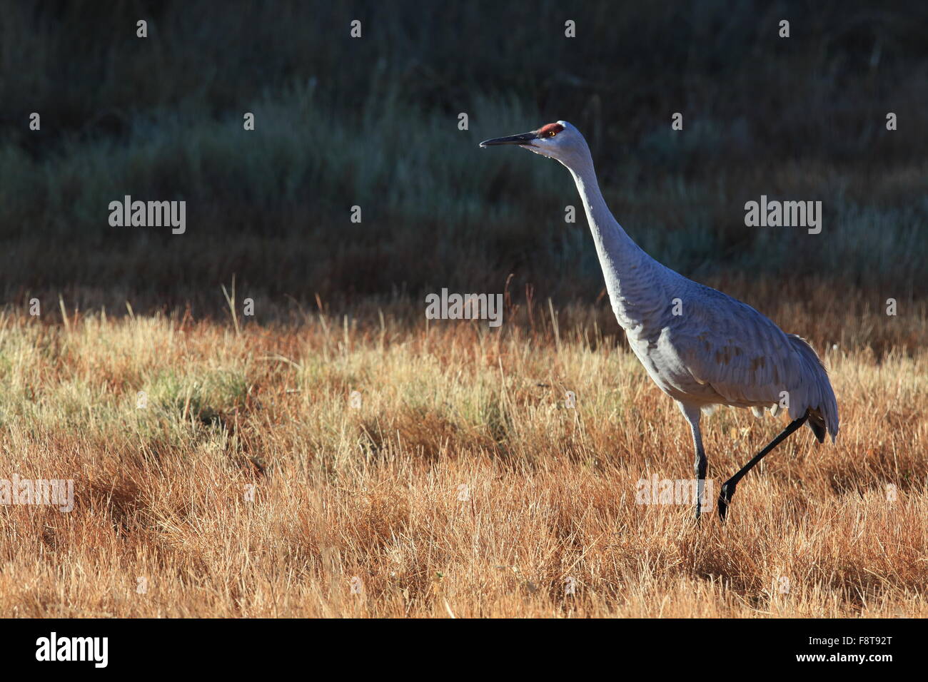 Sandhill Cranes New Mexico Bosque del Apache National Wildlife Refuge ...