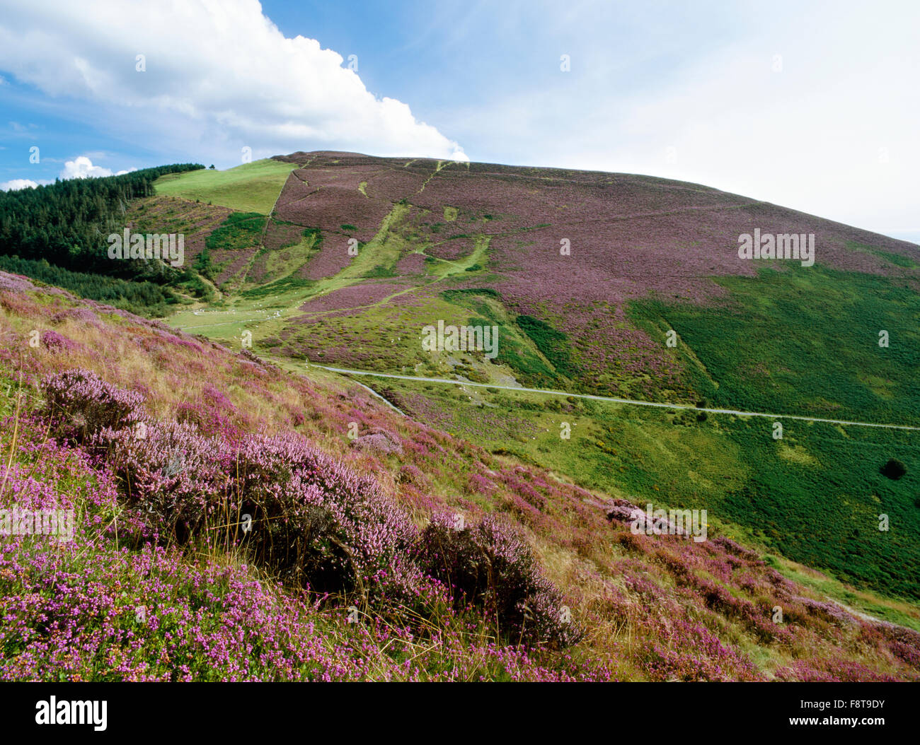 Looking SE over Bwlch Penbarras to the multiple ramparts of Foel Fenlli Iron Age hillfort in the Clwydian range AONB, Denbighshire. Stock Photo