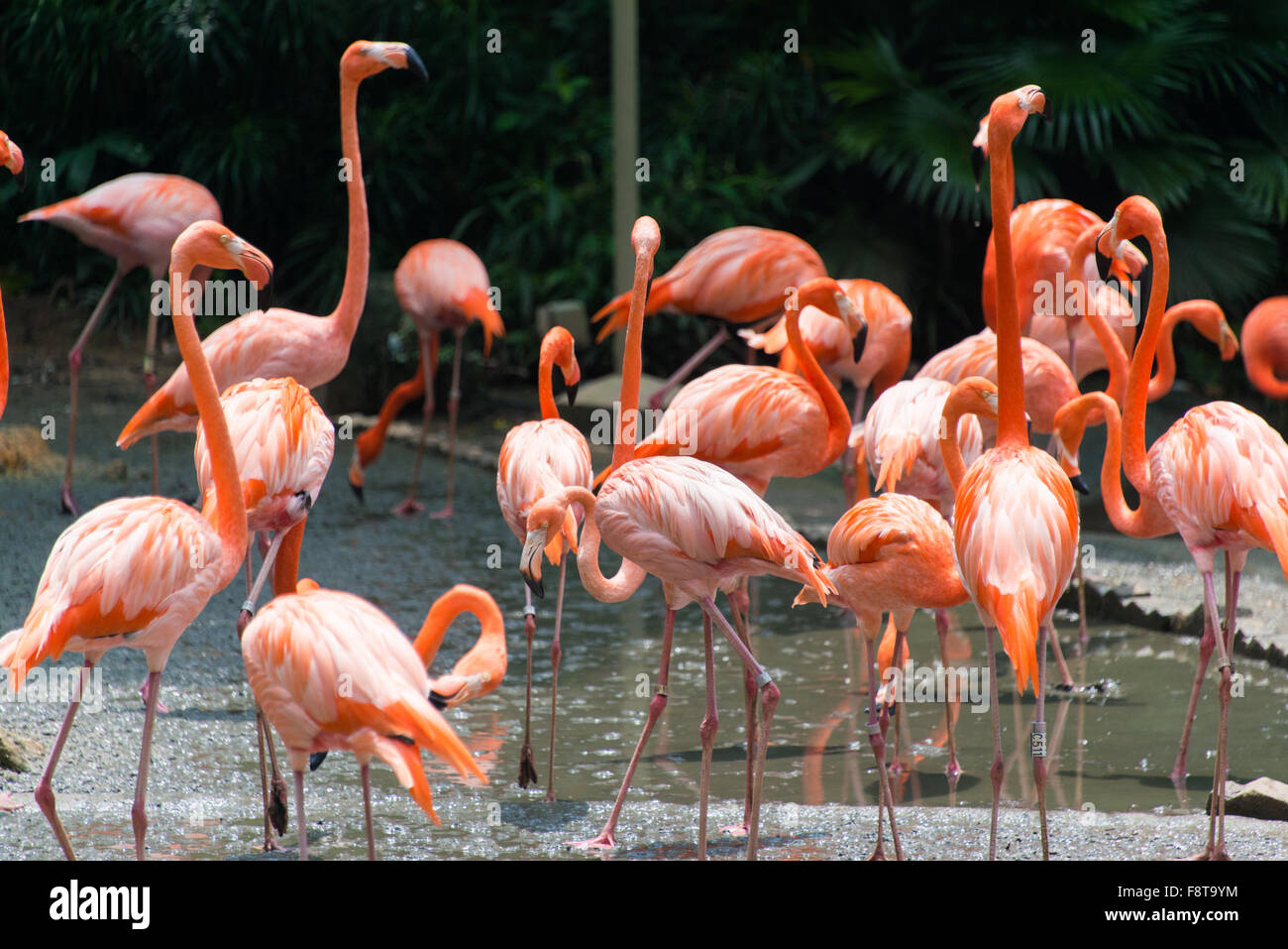 Flamingo birds in the pond Stock Photo