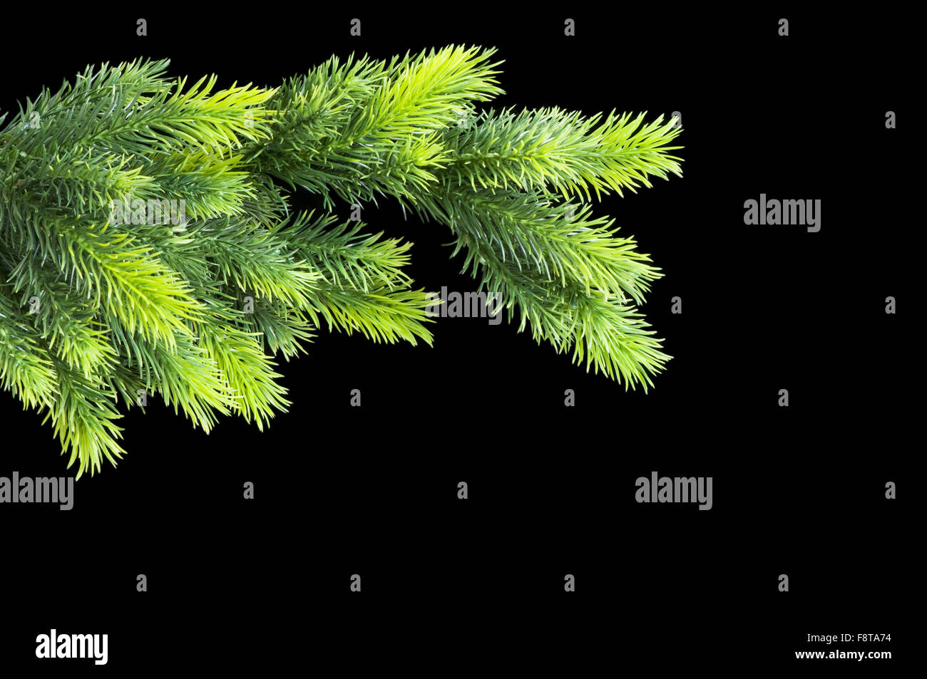 Christmas tree isolated on the black background Stock Photo - Alamy