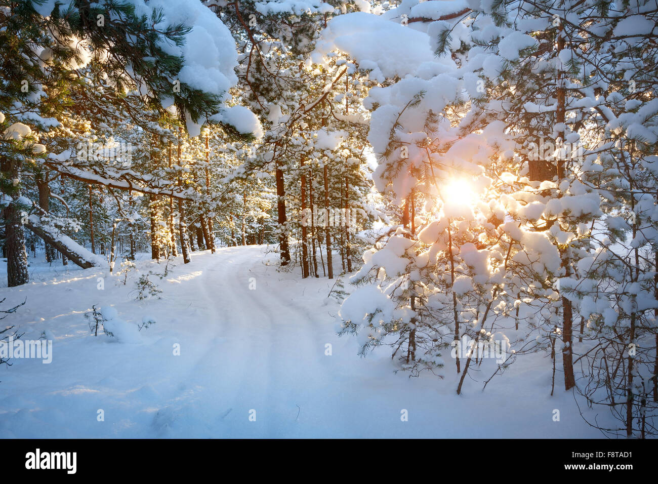 Pine trees covered with snow Stock Photo - Alamy