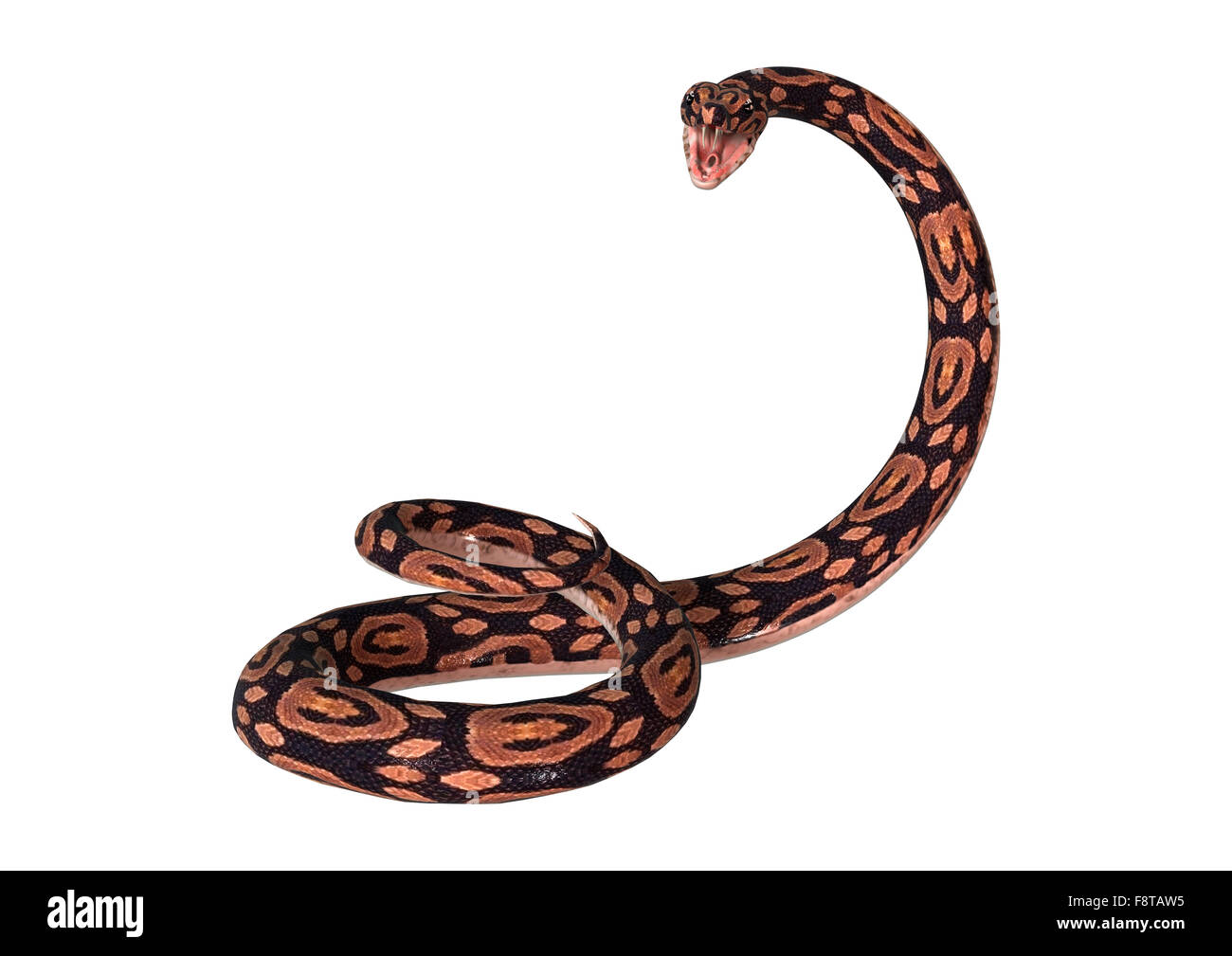 3D digital render of a ball python snake isolated on white background ...