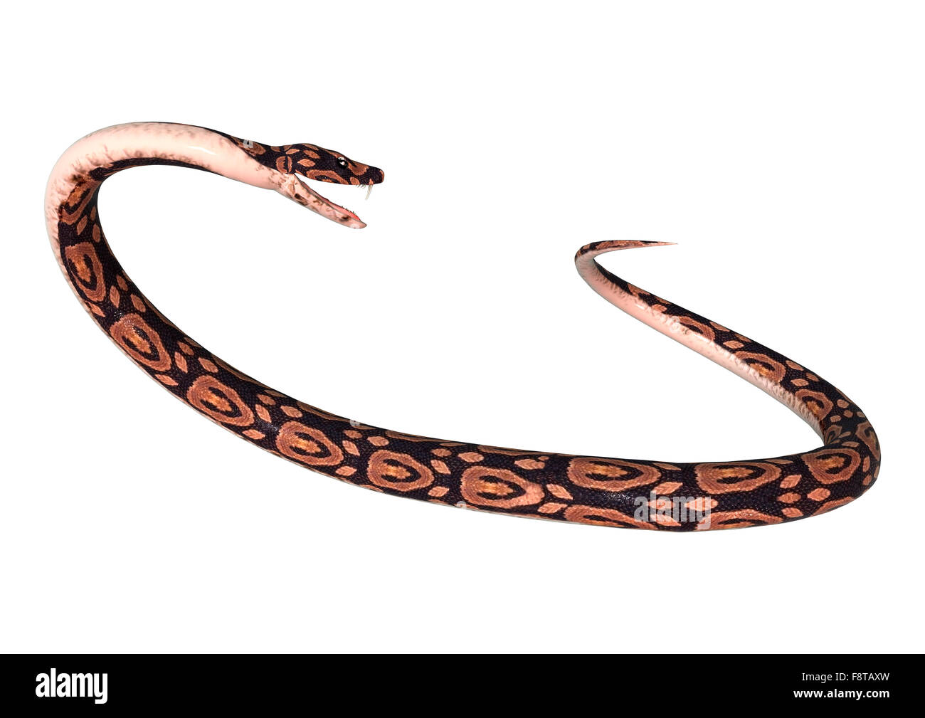 3D digital render of a ball python snake isolated on white background ...