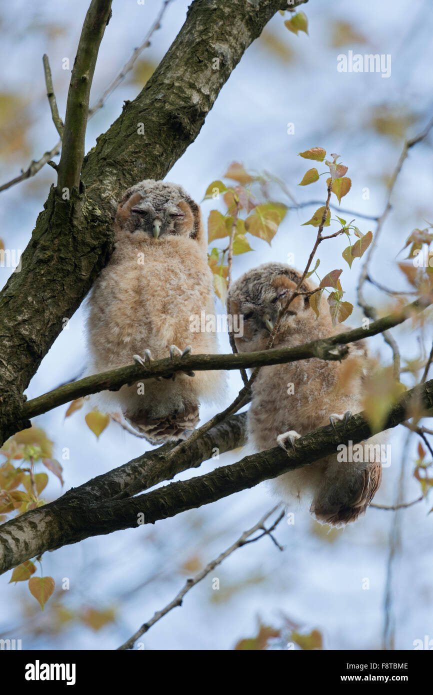Cute Fledglings of Tawny Owl / Waldkauz ( Strix aluco ) sleeping high up in a tree. Stock Photo