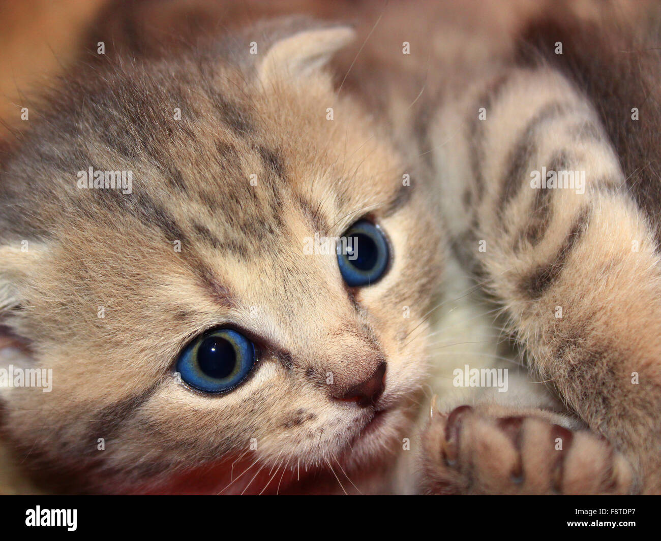 little nice and amusing kitty of Scottish Straight breed Stock Photo