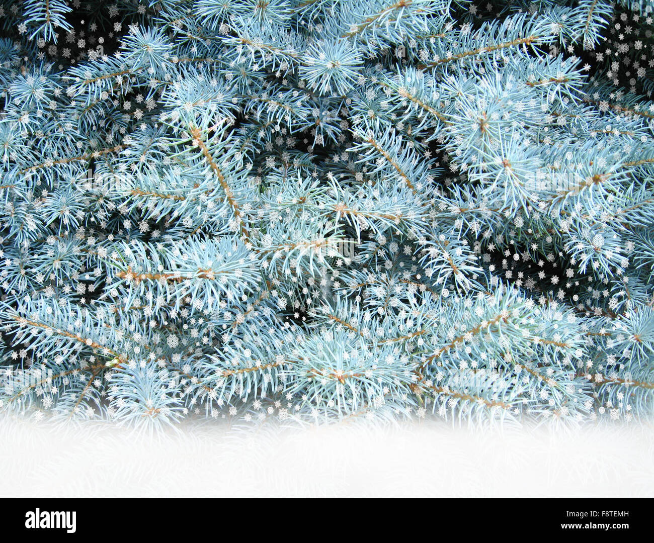 harmonious fur-tree with falling snowflakes from above Stock Photo