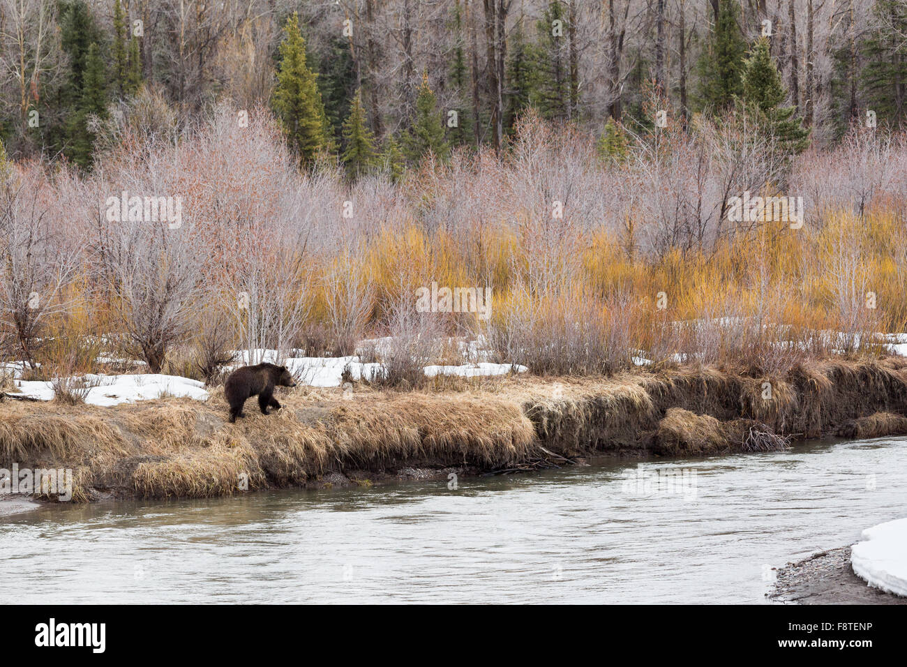 Grizzly Bear 760 of Grand Teton National Park walking along the