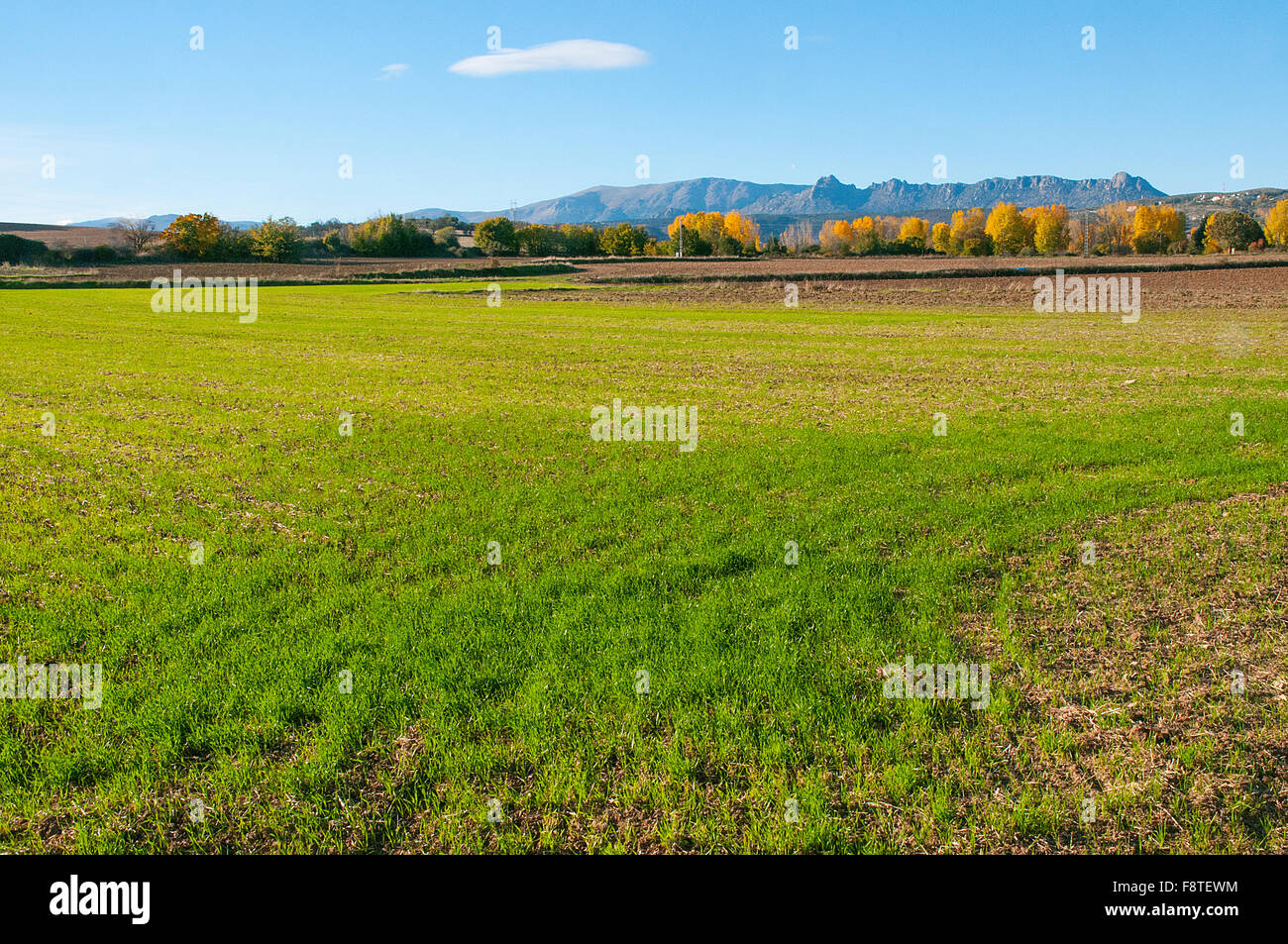 Cultivo de cereal hi-res stock photography and images - Alamy