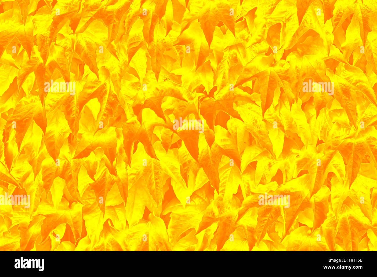 yellow gradient leaf background. horizontal shot Stock Photo