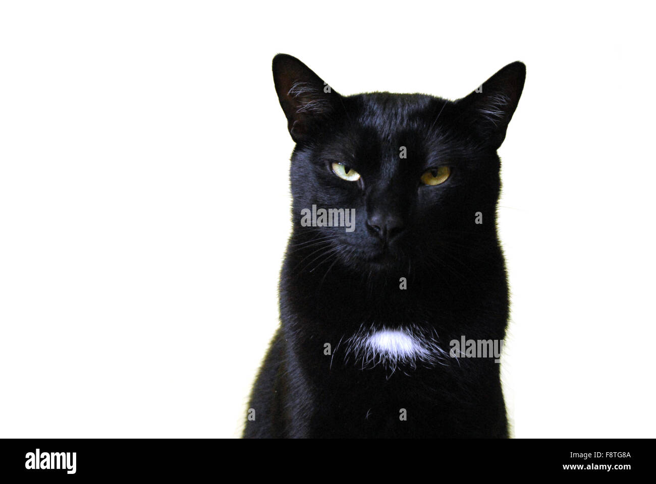 Black Cat Stock Photo