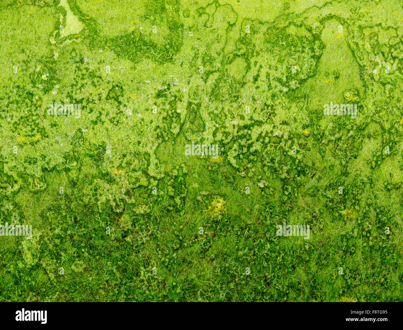 Background green rough texture with grass and rust Stock Photo Alamy