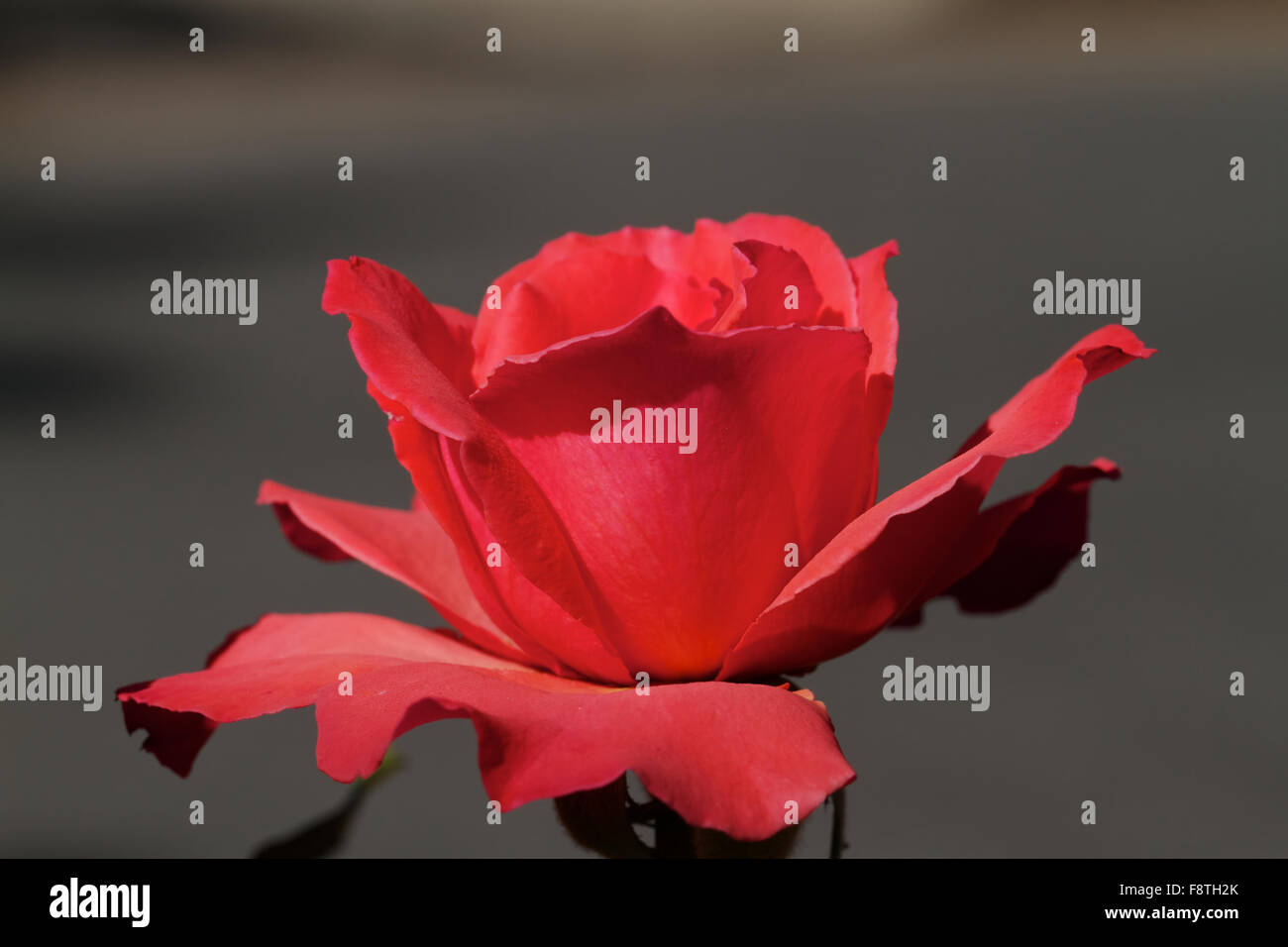 Soft Red Rose Stock Photo - Alamy