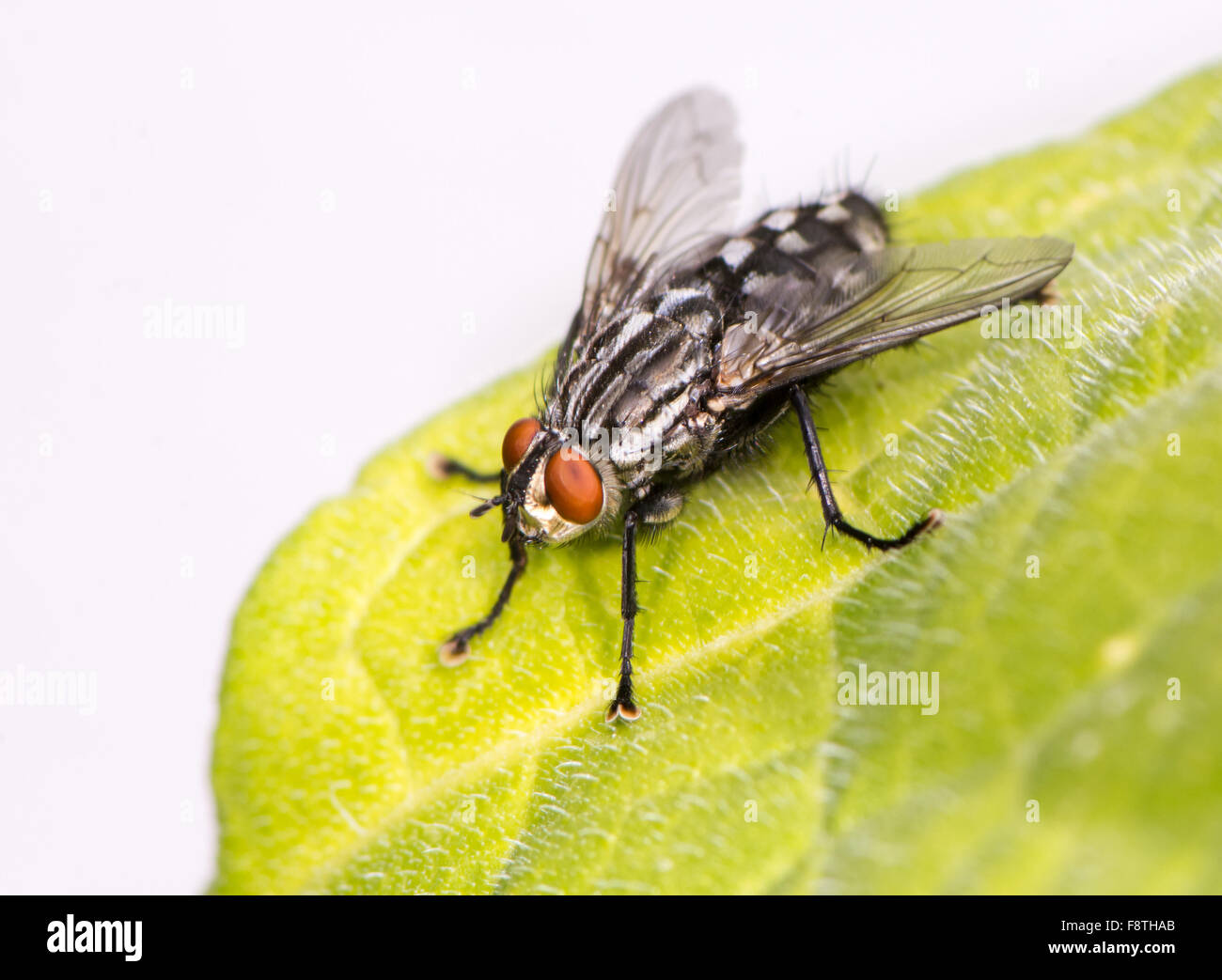 Macro of a fly sitting on a leaf Stock Photo