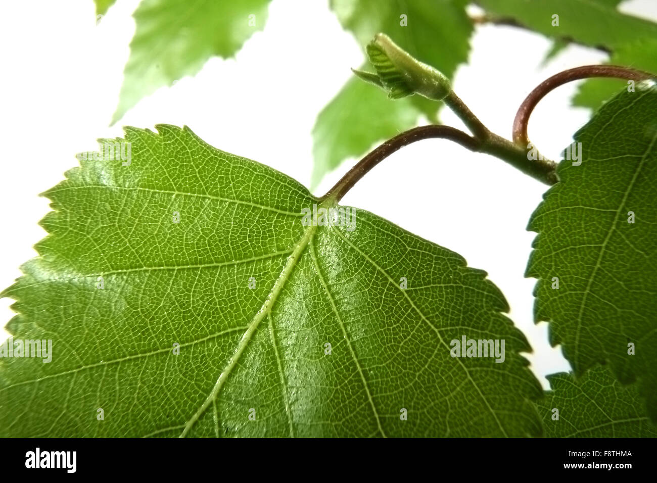 sheet of a birch Stock Photo - Alamy