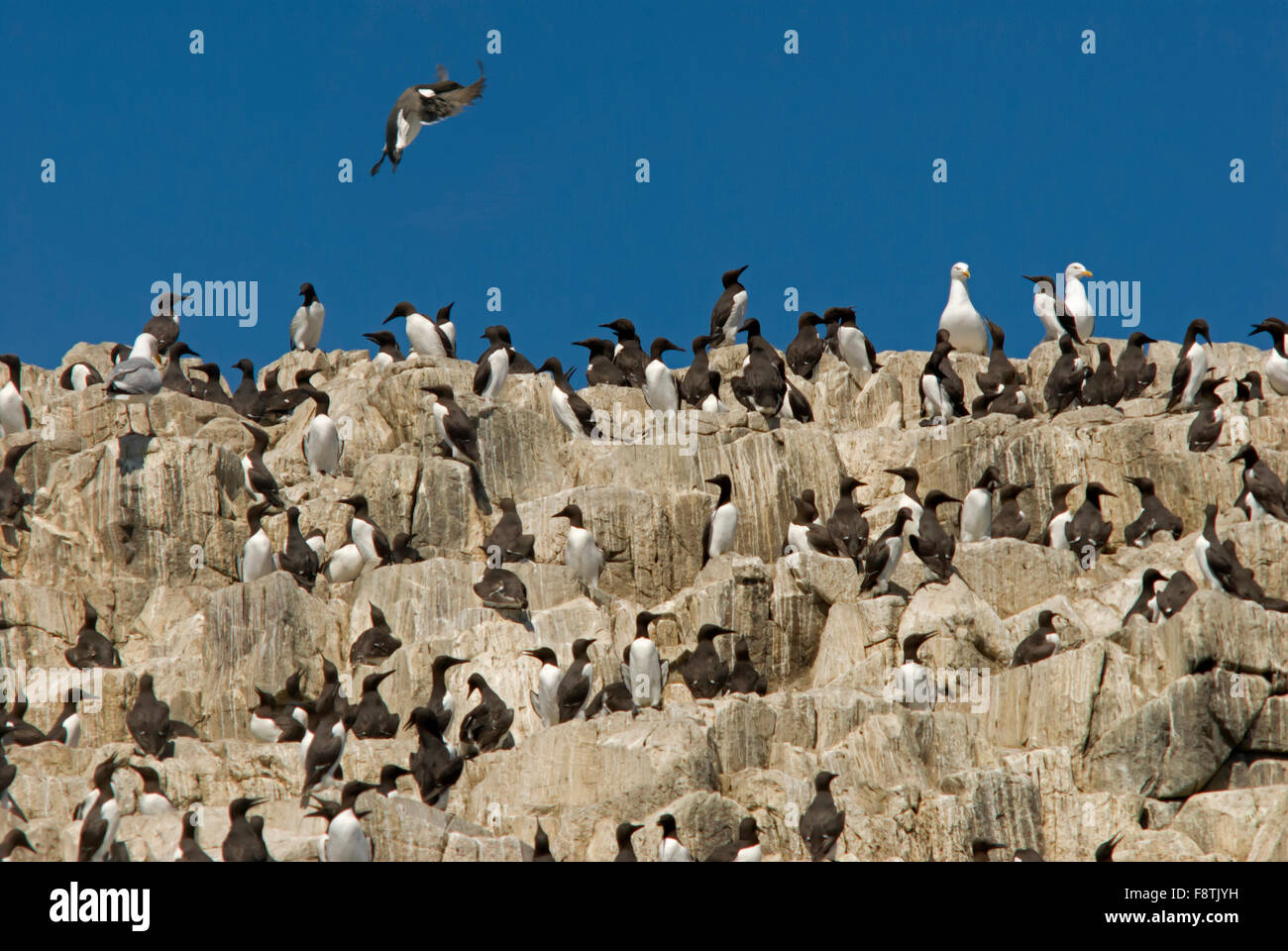 Colony of Guillemots on a cliff-face in the breeding season on the Farne Islands Northumberland Stock Photo