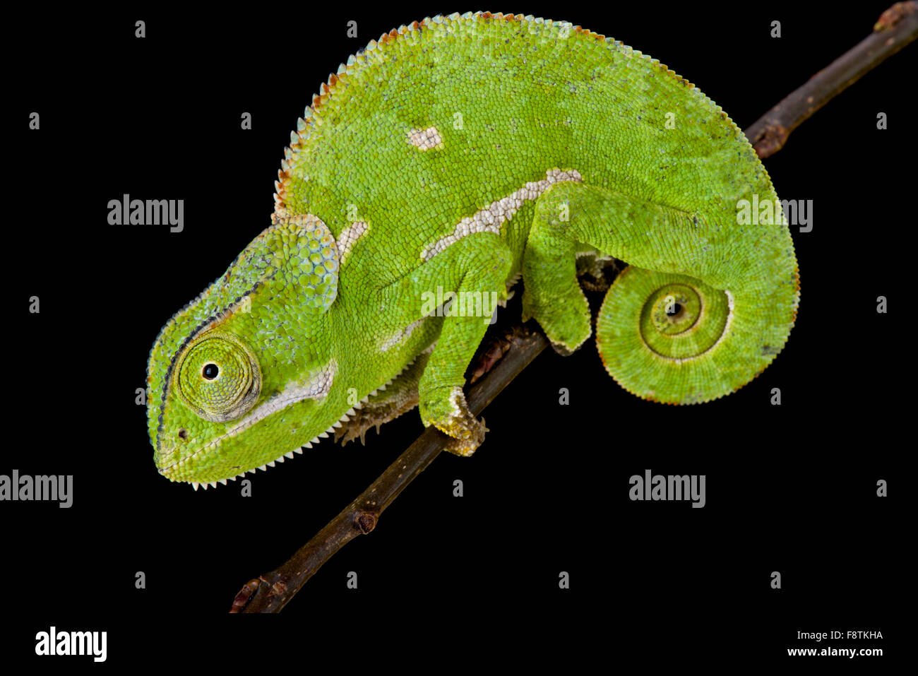 Flapnecked chamaeleon (Chamaeleo dilepis) Stock Photo