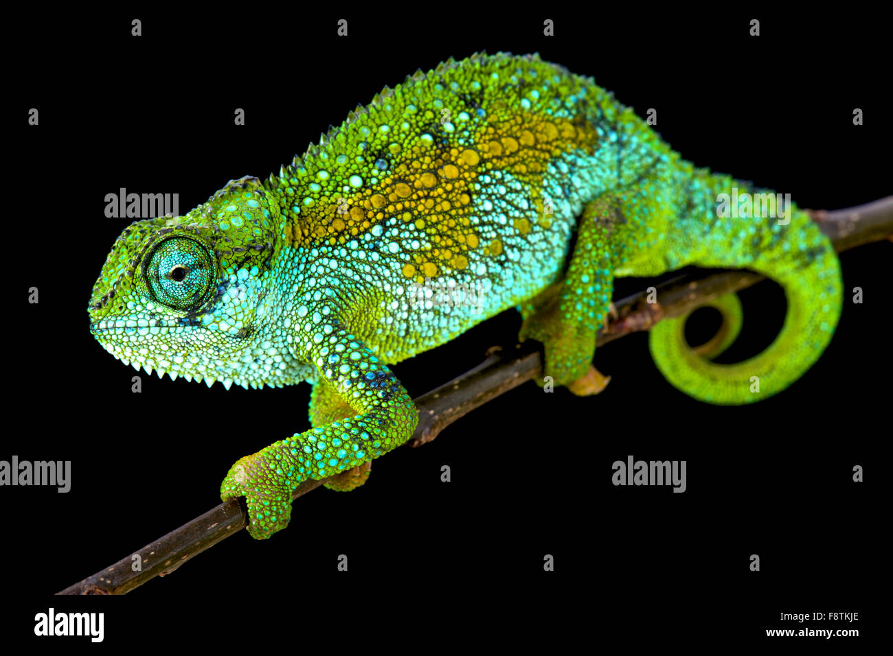 Tanzanian Montane Dwarf Chameleon (Trioceros sternfeldi Stock