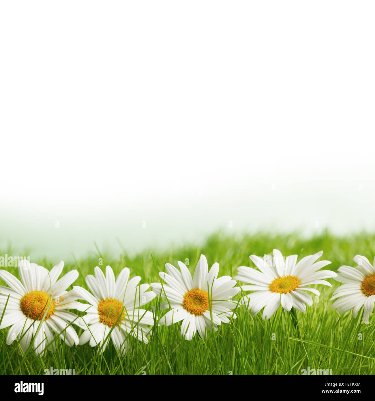 Chamomile flowers in fresh spring green grass close-up Stock Photo - Alamy