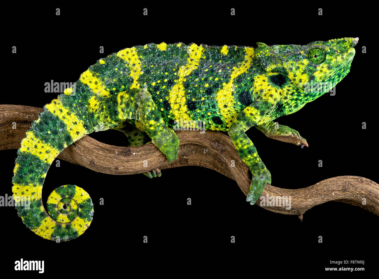 Meller's chameleon (Trioceros melleri) Stock Photo