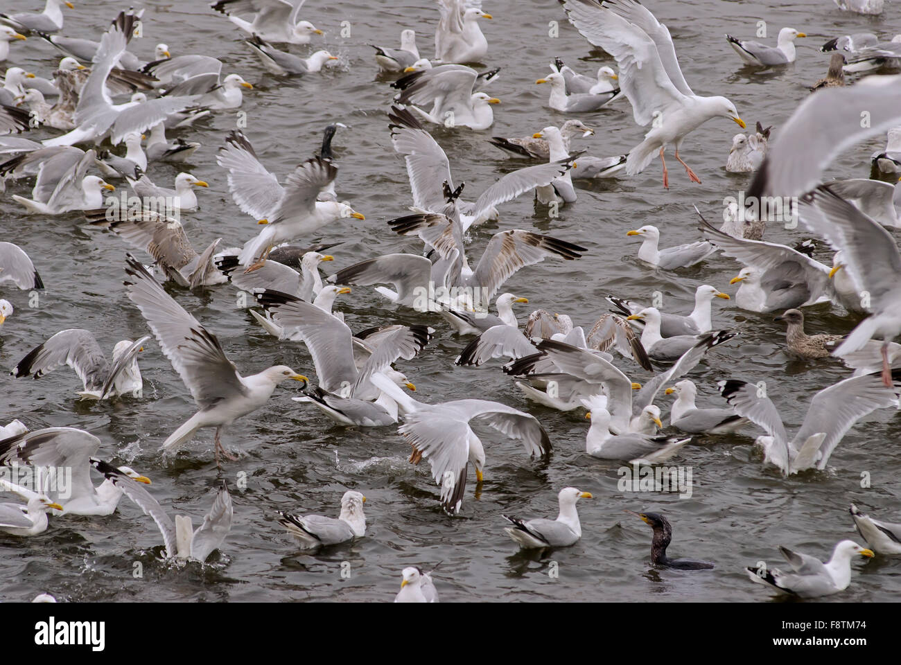 Herring gulls feeding on sprats caught in a pool on the Tweed Stock Photo