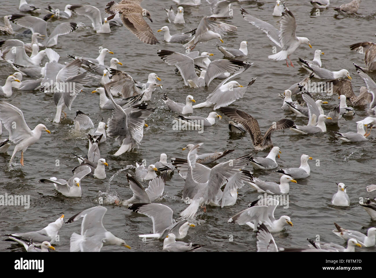 Herring gulls feasting on sprats caught in a pool on the Tweed Stock Photo