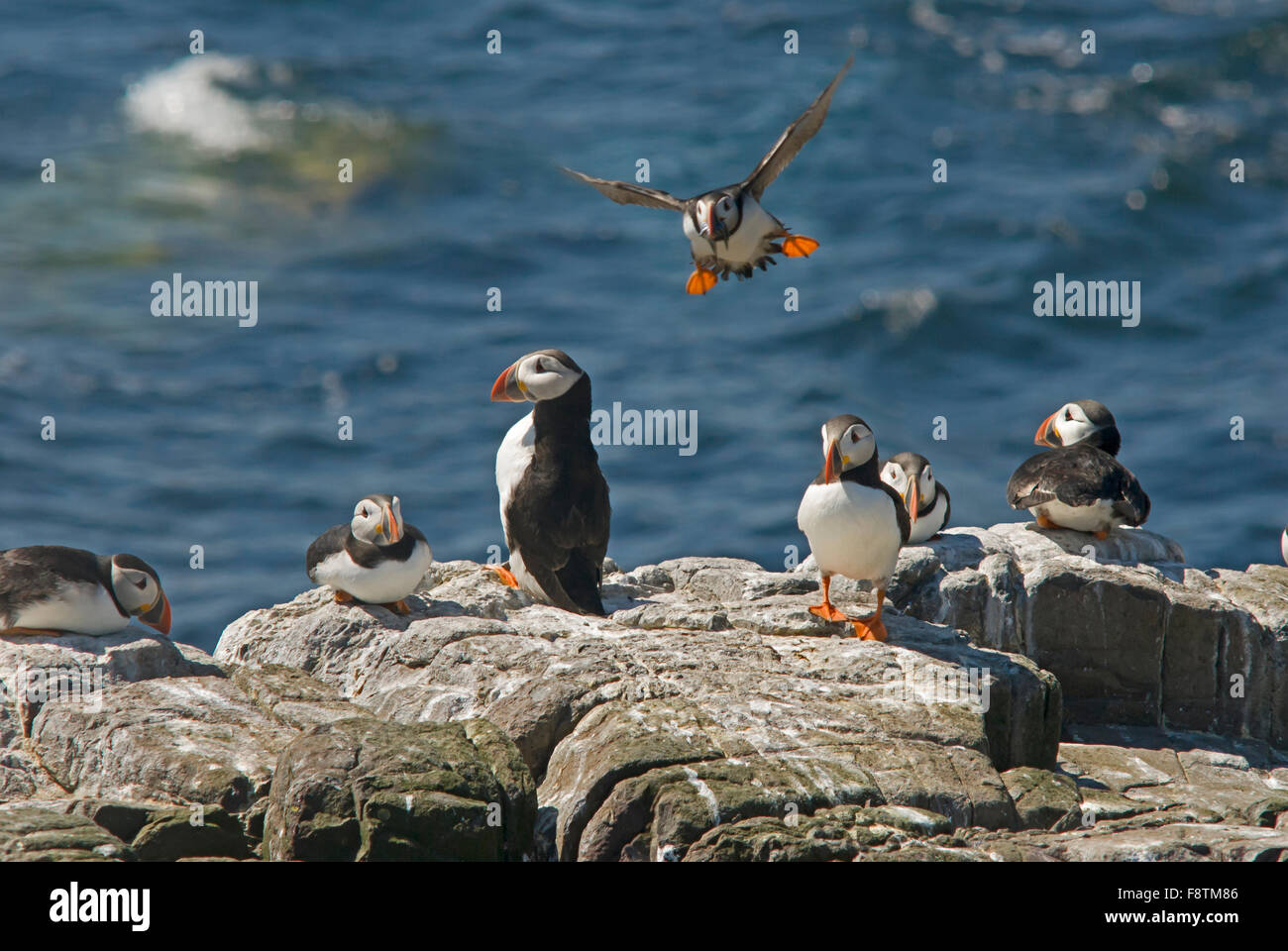 Puffins on the Farne Islands Northumberland in the breeding season Stock Photo