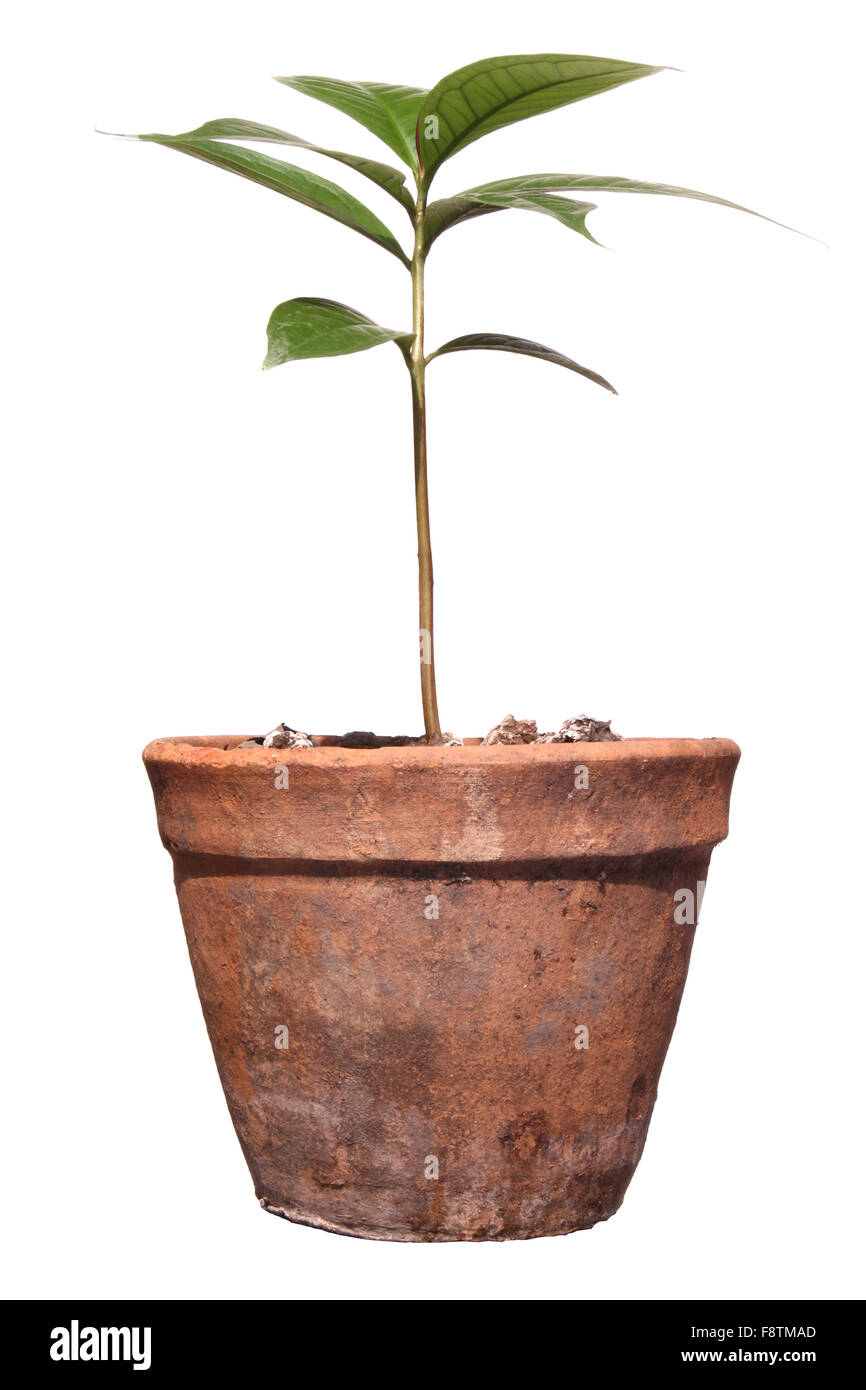 Trees in pots on isolated Stock Photo