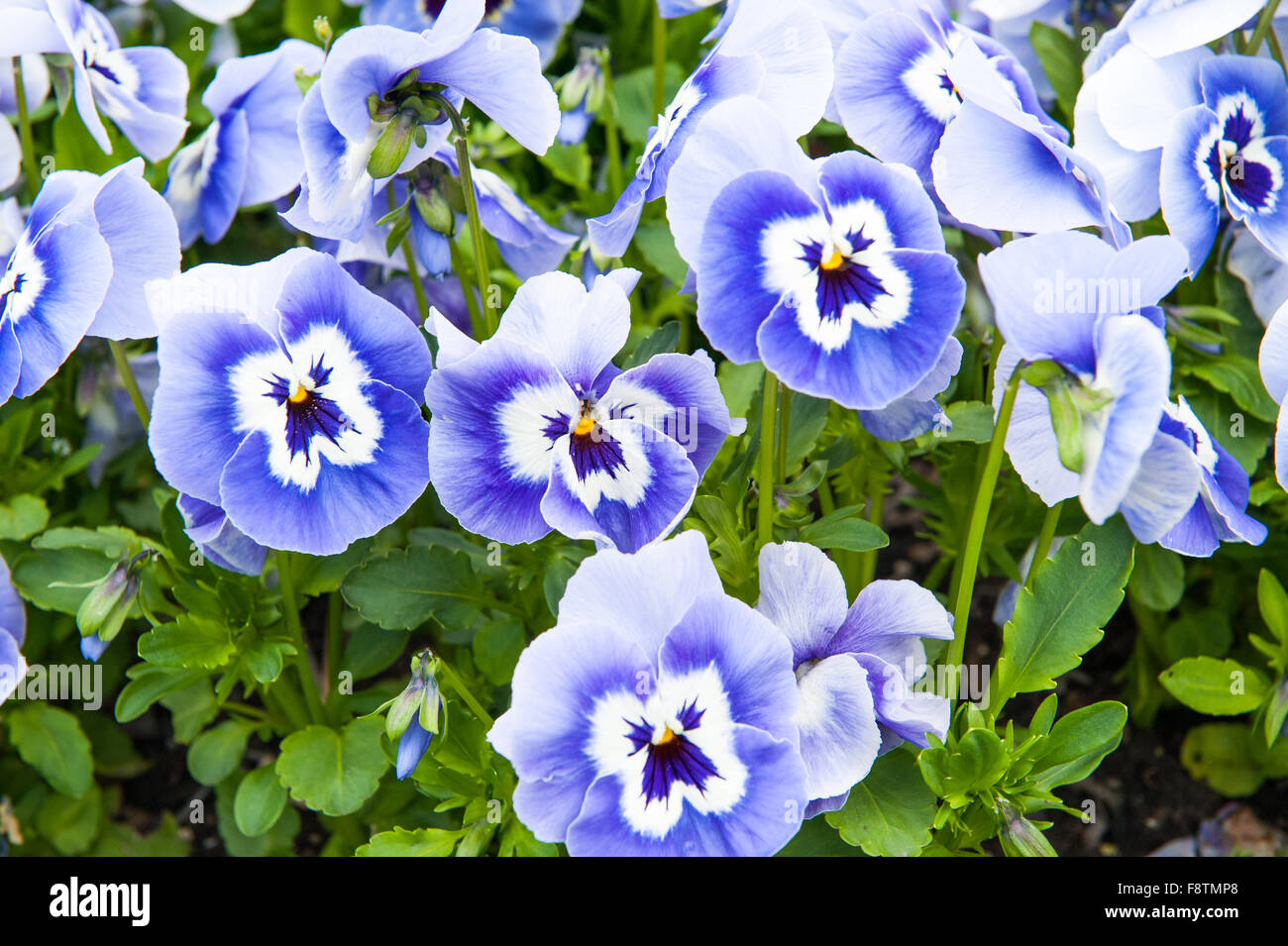 Blue flower in the garden Latin name Viola tricolor Stock Photo