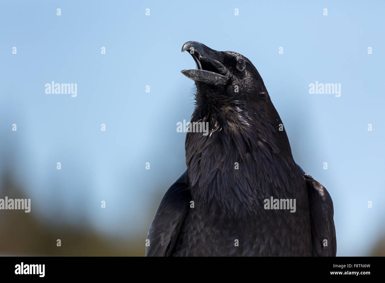 crow beak open