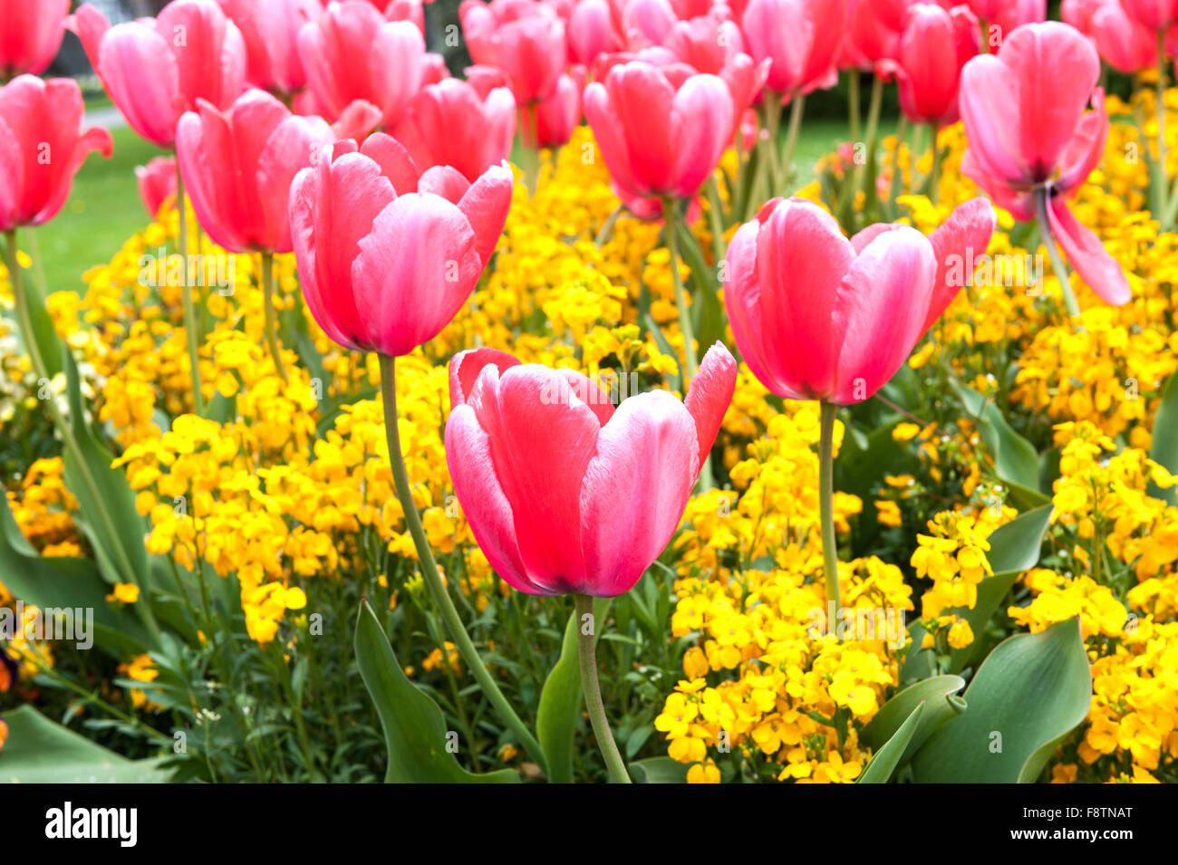 Pink tulips and yellow flowers in the garden Stock Photo - Alamy