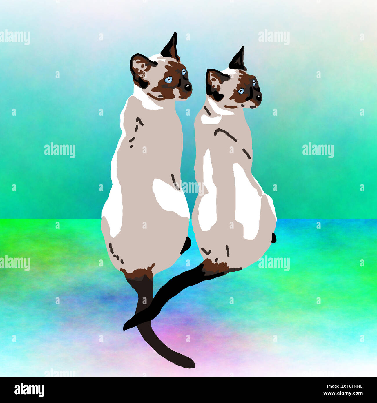 Two Siamese Cats Stock Photo Alamy