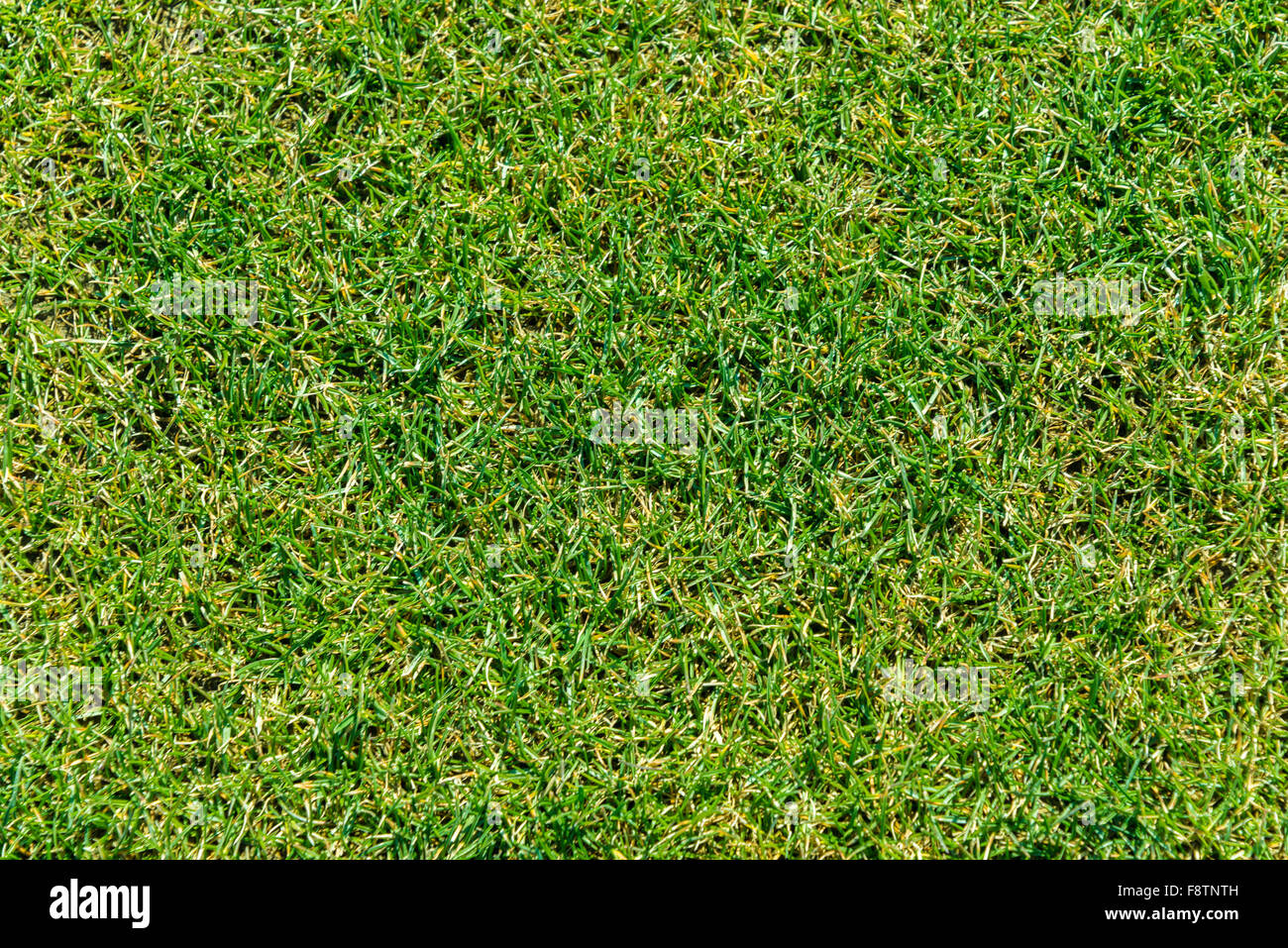 Close up of green grass for your background Stock Photo - Alamy