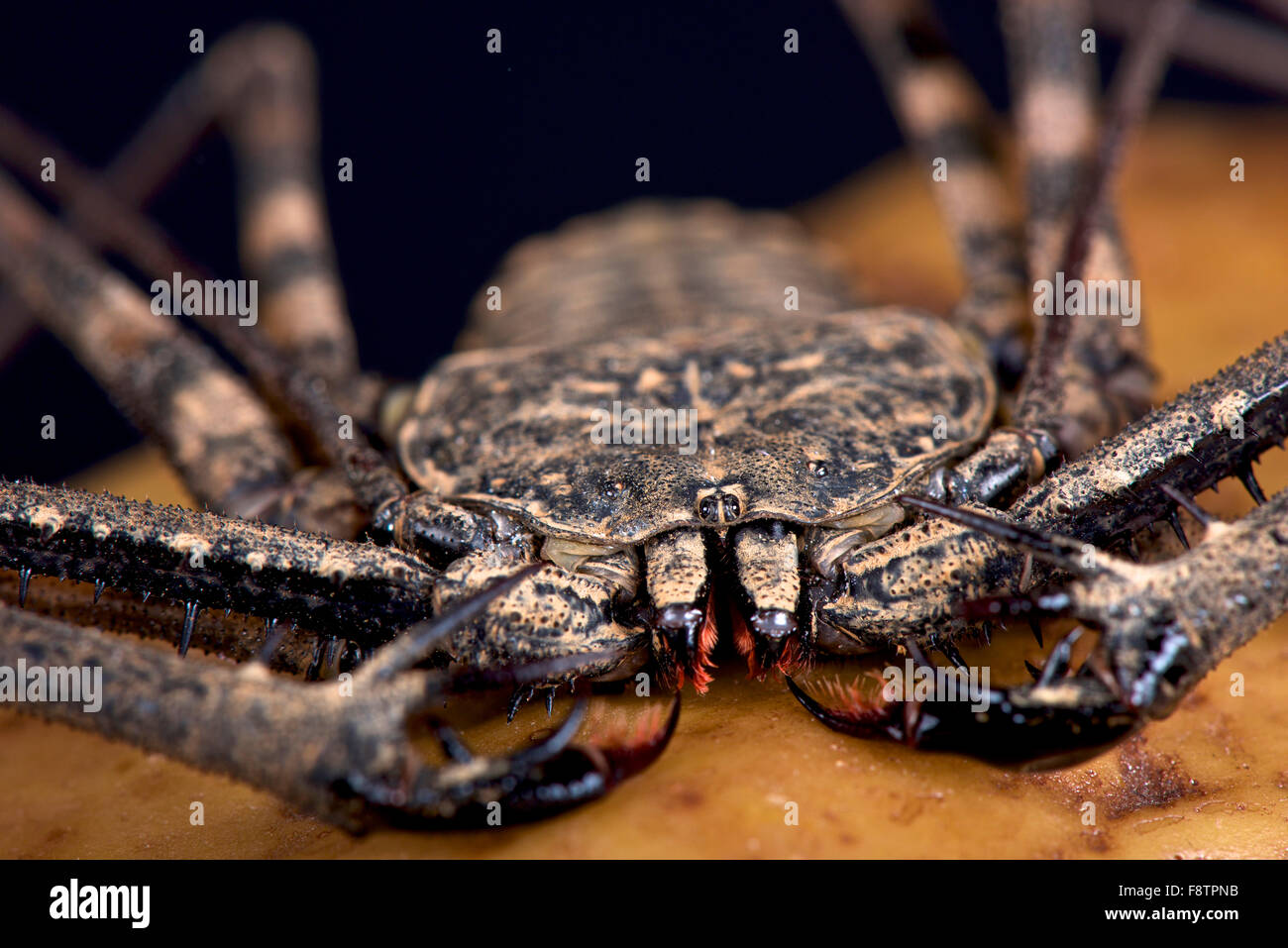 Whip scorpion (Damon variegata) Stock Photo