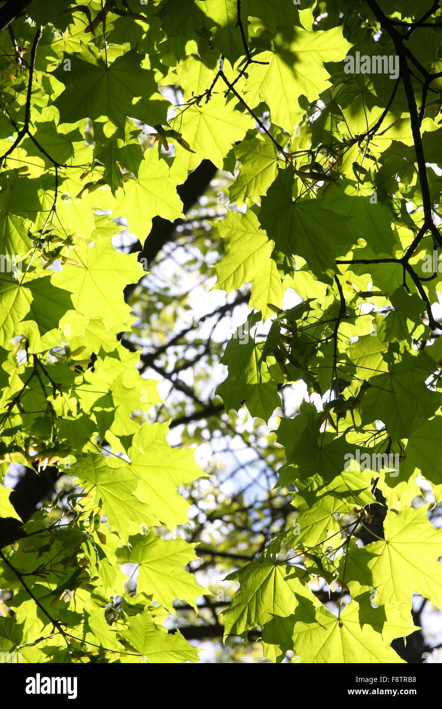 Lush leaves form hi-res stock photography and images - Alamy