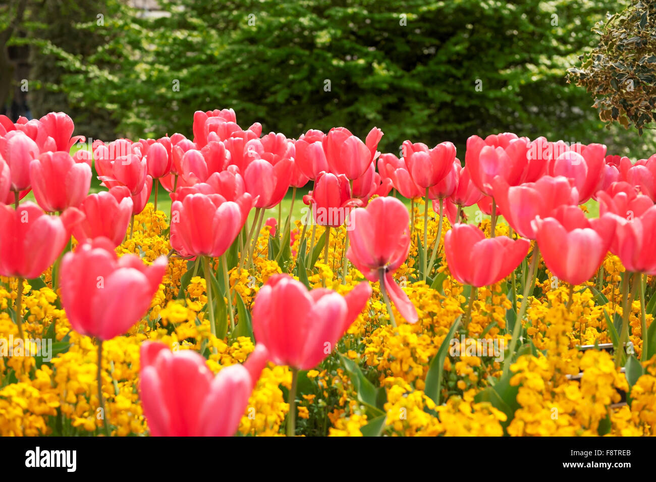 Beautiful Pink tulips in the spring garden Stock Photo - Alamy