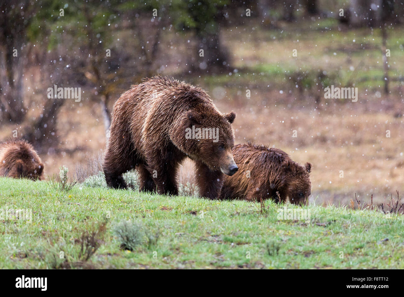 Grizzly bear 399 hi res stock photography and images Alamy