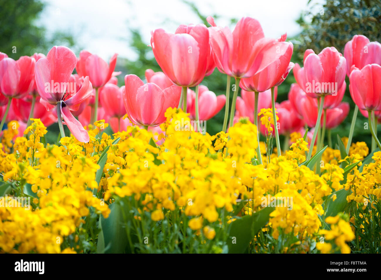 Pink tulips and yellow flowers in the garden Stock Photo - Alamy