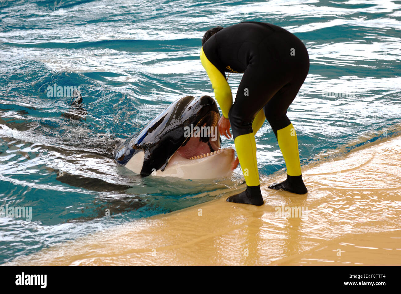 Man and killer whale Stock Photo