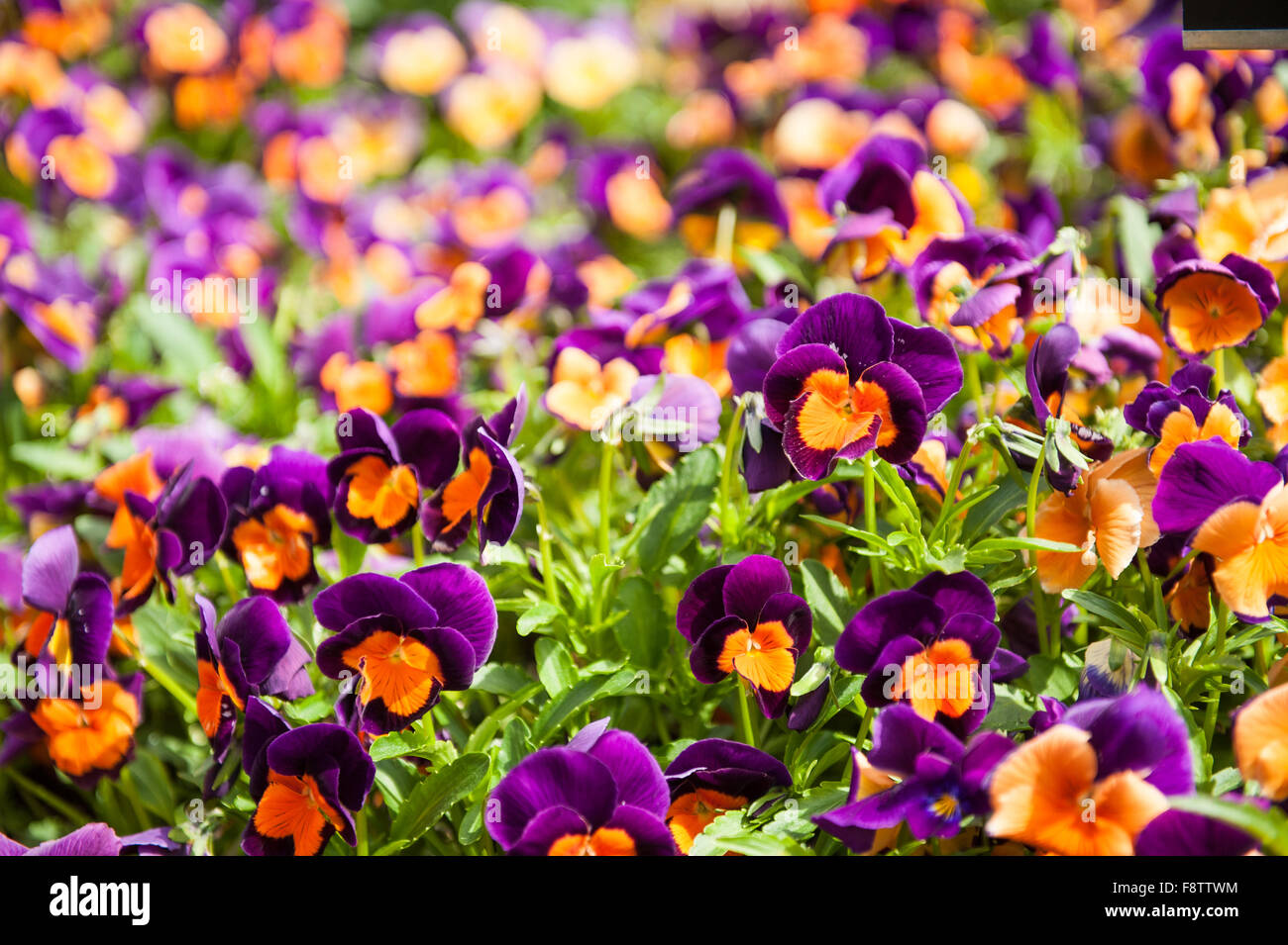 Pink and orange flowers in the garden Latin name Viola tricolor Stock Photo