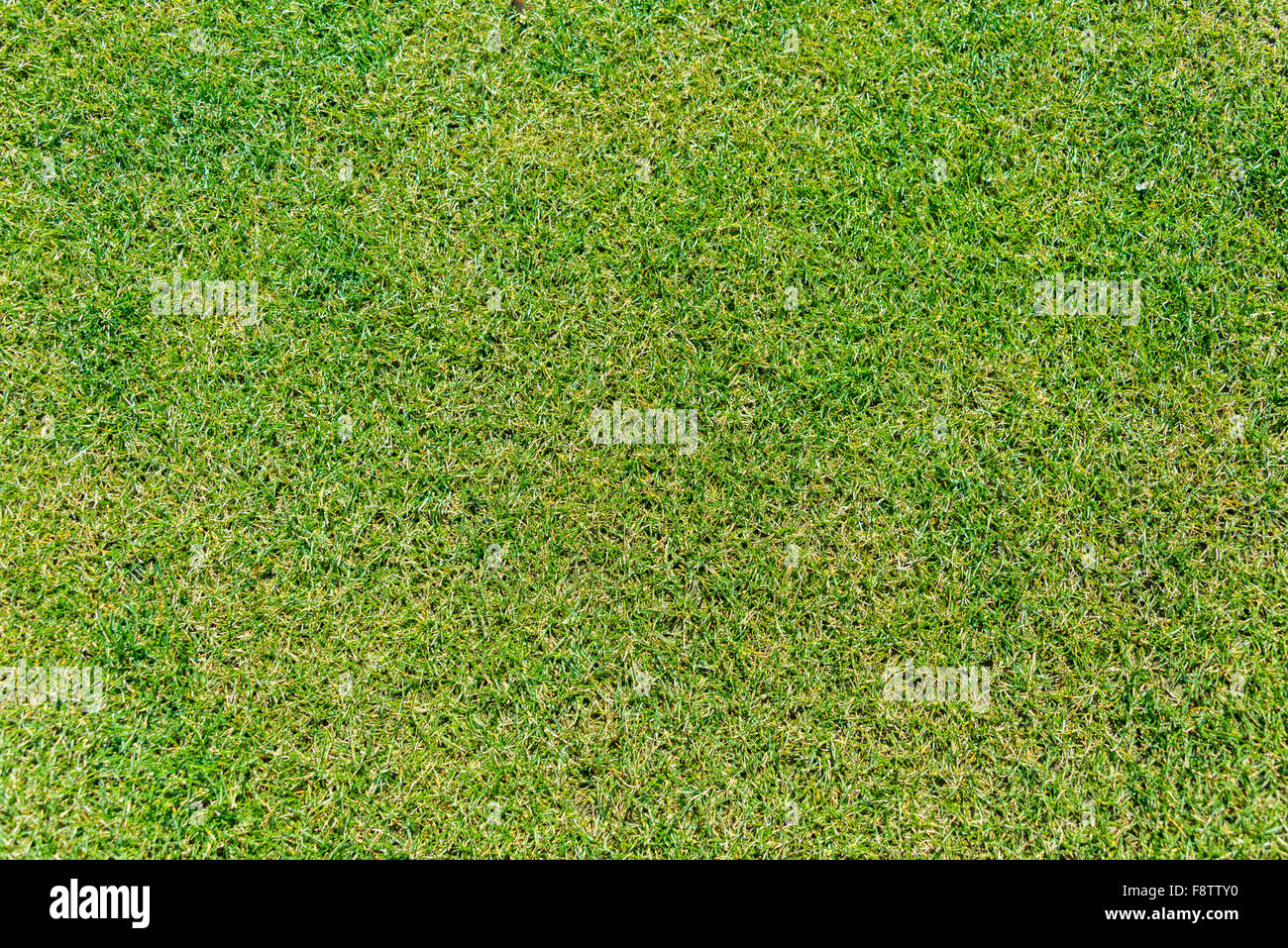 Close up of green grass for your background Stock Photo - Alamy