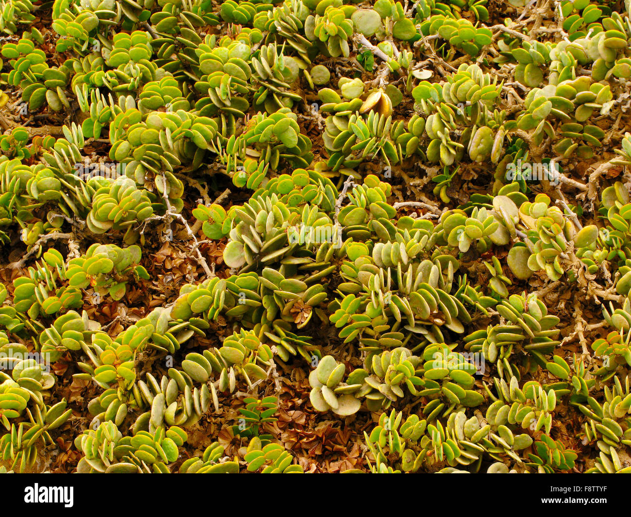 Green succulent plants on brown dry leaved surface in Namib desert near Swakopmund in Namibia, South Africa Stock Photo